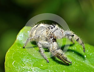 Funny face spider