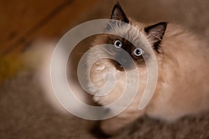 Funny face of a staring Birman breed cat with big blue eyes