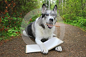 Funny face surprised dog with a pencil in its mouth