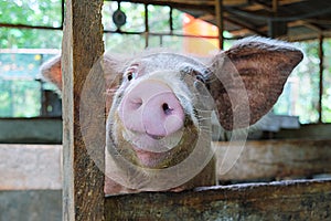 Funny face of young pig