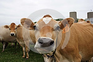 Funny Faced Cow
