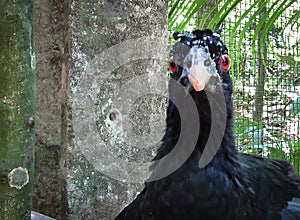 Funny Faced Female Bare-Faced Curassow Crax fasciolata