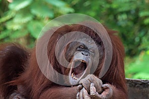 Funny faces of sleepy orangutan