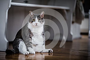 Funny fat cat sitting in the kitchen