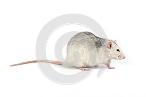 Funny and fat gray rat with long tail isolated on white background