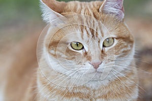 Funny fat red cat outdoors, lovely pet