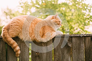 Funny Fat Red Cat Sitting On Fence In Summer Sunny Day