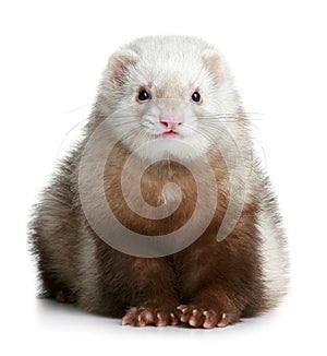 Funny ferret