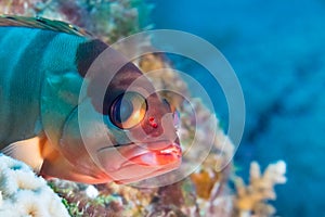 Funny fish close-up portrait. Tropical coral reef scene. Underwater photo.