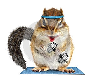 Funny fitness, animal chipmunk lifting dumbbell