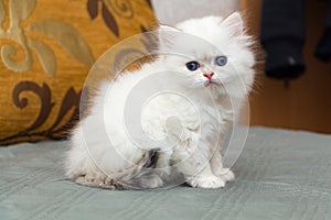 Funny fluffy british longhair kitten golden shaded pointed color is sitting on the couch