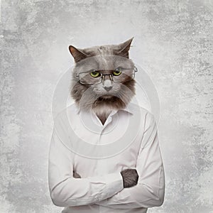 Funny fluffy cat in a glasses. collage on a grey