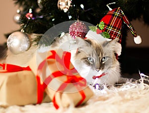 Funny fluffy cat lying under the Christmas tree. Next to it are Christmas gifts