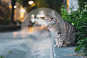 Funny fluffy cat with one eye standing on a wall