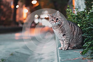 Funny fluffy cat with one eye standing on a wall