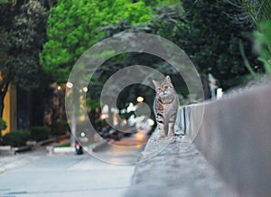 Funny fluffy cat walking on a wall