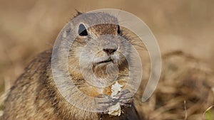 Funny fluffy gopher eat Eating bread, little ground squirrel or little suslik, Spermophilus pygmaeus is a species of