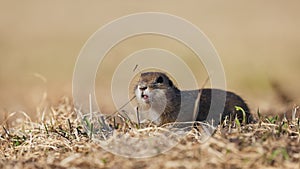 Funny fluffy gopher eats next to the burrow, little ground squirrel or little suslik, Spermophilus pygmaeus is a species