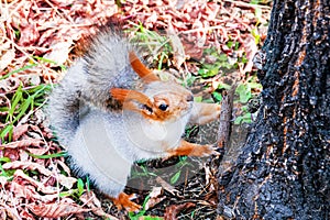 A funny fluffy red squirrel sits on the ground near a tree in an autumn park and holds a stick in its claws