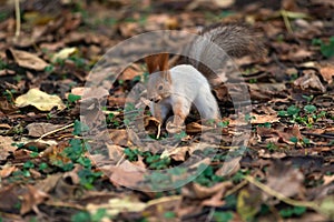 Funny fluffy squirrel latin Sciurus Vulgaris in the autumn park. the squirrel is running ahead to the treat