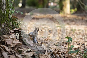 Funny fluffy squirrel with nut in teeth on a ground covered with colorful leaves on magical autumn background.