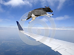 Funny Flying Cow, Plane, Travel