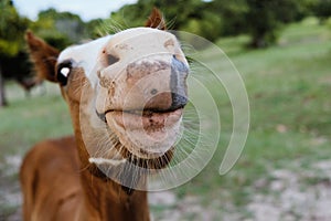Funny foal horse face with nose and whiskers close up