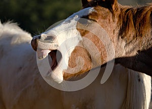 Funny foal horse face yawning from sleepy head closeup on farm