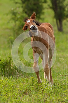 Funny foal on the meadow in springtime