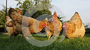 Funny Free-Range Chicken Flock