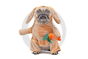 Funny French Bulldog dog dressed up as Easter bunny wearing a full body rabbit costume with fake arms holding a plush carrot, stud