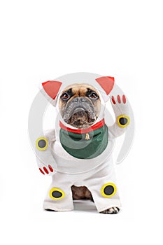 Funny French Bulldog dog dressed up with traditional Japanese so called `Maneki Neko` winking lucky cat costume with one fake arm