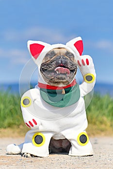 Funny French Bulldog dog dressed up with traditional Japanese so called `Maneki Neko` winking lucky cat Halloween costume