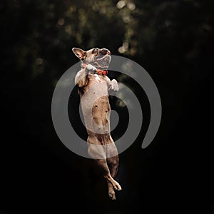 Funny french bulldog dog jumps up outdoors in summer