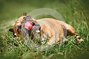 Funny French Bulldog dog licking nose while rolling in grass