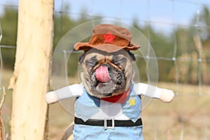 Funny French Bulldog dog licking nose wearing a Carnival or Halloween cowboy full body costume with fake arms