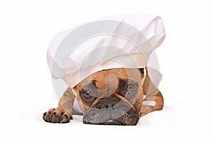 Funny French Bulldog dog lying on ground dressed up as cook wearing a chef`s hat isolated on white background