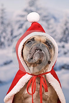 Funny French Bulldog dog with overbite wearing red Christmas cape with hat in front of snow background