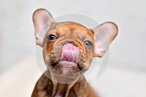 Funny French Bulldog dog puppy licking nose