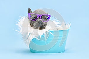 Funny French Bulldog dog puppy with reading glasses sleeping in bucket