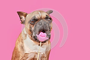 Funny French Bulldog dog trying to eat Valentine's Day kiss lips photo prop