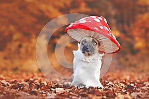 Funny French Bulldog dog in unique fly agaric mushroom costume standing in orange autumn forest