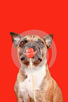 Funny French Bulldog dog with Valentine\'s Day kiss lips photo prop
