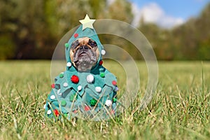 French Bulldog dog wearing funny Christmas tree costume with baubles and stars sitting on grass photo