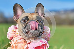 Funny French Bulldog dog wearing pink floral collar while licking nose on sunny spring day