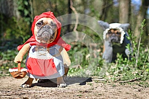 Funny  French Bulldog dogs dressed up with Halloween costume as fairytale character Little Red Riding Hood and Bad Wolf photo