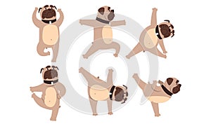 Funny French Bulldog Doing Sports Set, Cute Dog Performing Different Yoga Poses Cartoon Style Vector Illustration