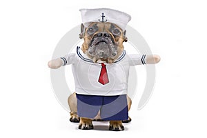 Funny French Bulldog dressed up with a cute sailor dog Halloween costume with sailor hat, bue pants and shirt with fake arms isola