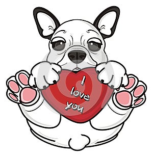 Funny french bulldog hold a heart in his pwas