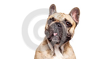 Funny french bulldog isolated against white background and stick her tongue photo